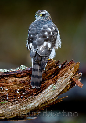 BB 11 0205 / Accipiter nisus / Spurvehauk